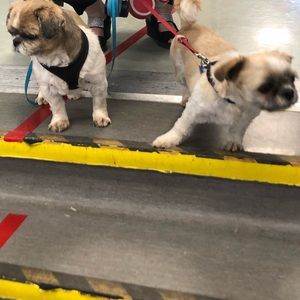 Meet your Posher, Tonya